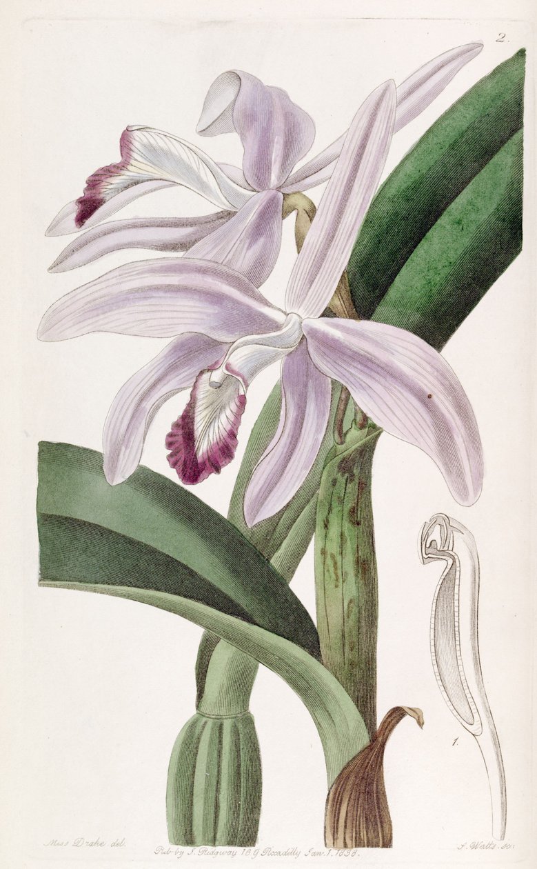 Sophronitis perrinii (مثل syn. Cattleya perrinii) بواسطة ملكة جمال دريك