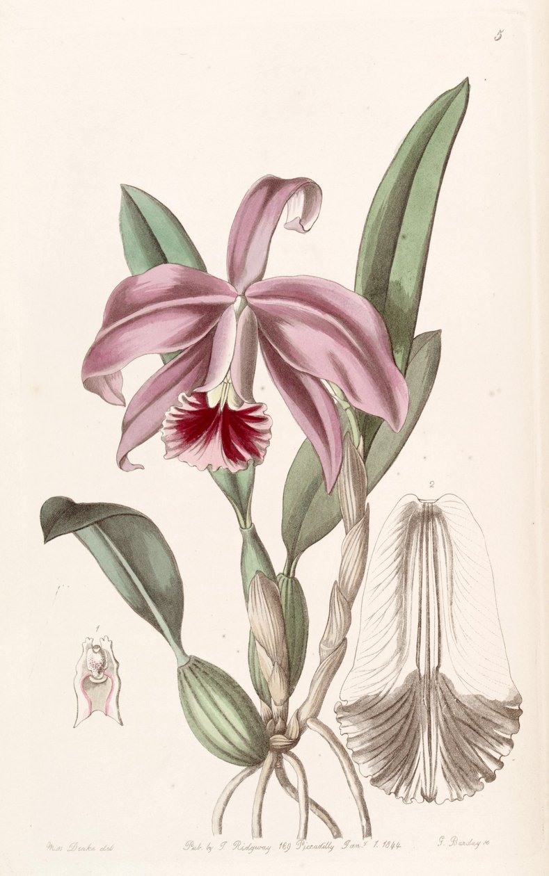 النسل Sophronitis (مثل النسب Cattleya) بواسطة ملكة جمال دريك