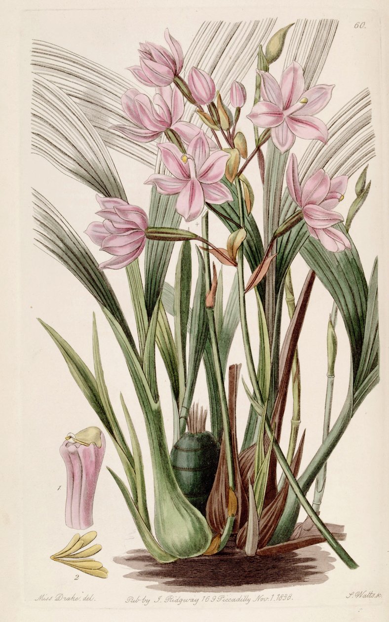 Spathoglottis plicata (مثل syn. Paxtonia rosea) بواسطة ملكة جمال دريك