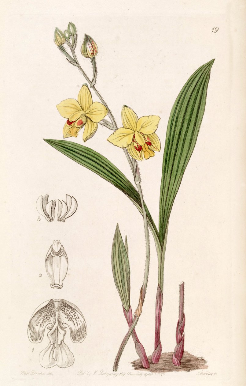 Spathoglottis pubescens (مثل syn. Spathoglottis fortunei ، التي كتبها Lindley باسم Spathoglottis fortuni) بواسطة ملكة جمال دريك