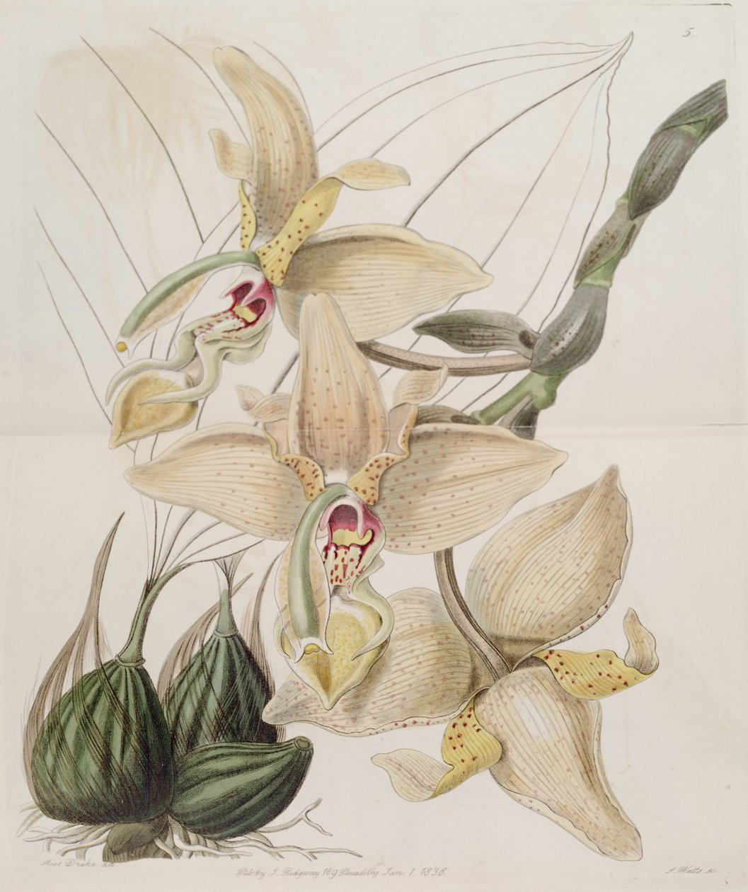 ستانوبيا × quadricornis Lindl. (1838) (ستانوبيا غراند فلورا × ستانوبيا وردى) بواسطة ملكة جمال دريك