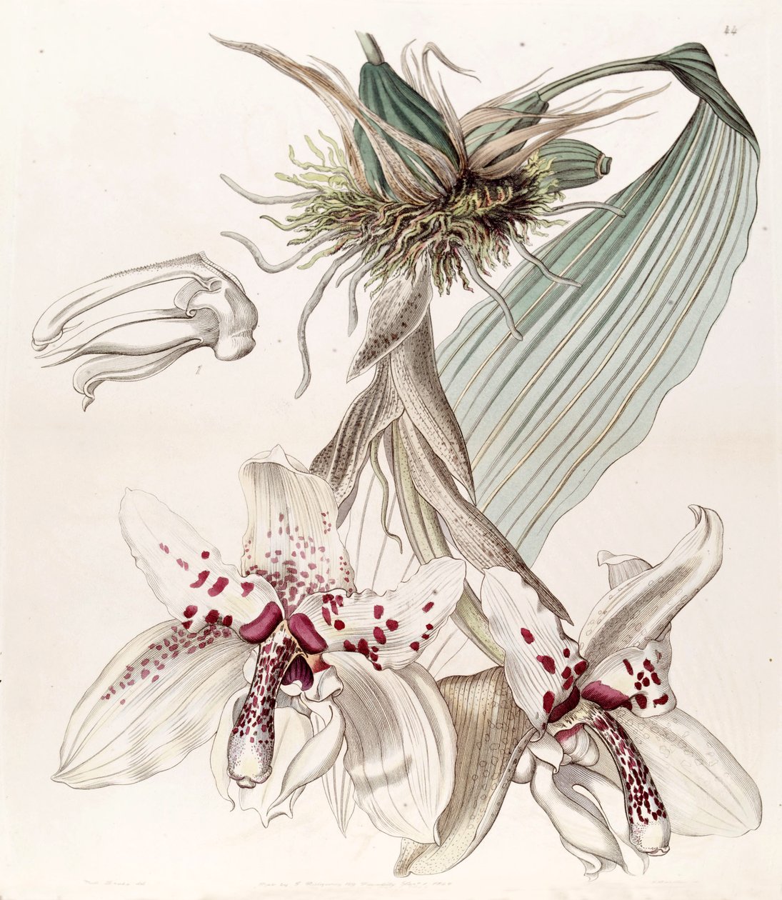 Stanhopea martiana (as syn. Stanhopea martiana var. Bicolor) بواسطة ملكة جمال دريك