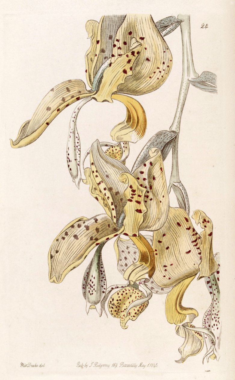 Stanhopea oculata (كمزامنة. Stanhopea bucephalus) بواسطة ملكة جمال دريك