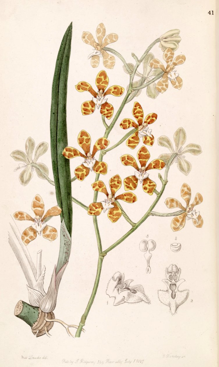 Staurochilus ionosmus (مثل syn. Cleisostoma ionosmum) بواسطة ملكة جمال دريك