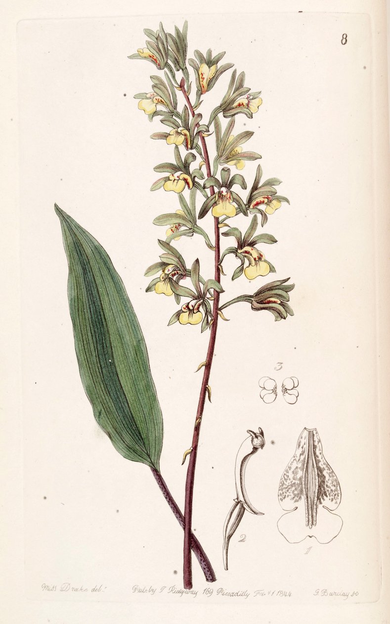 Tainia bicornis (مثل syn. Ania bicornis) بواسطة ملكة جمال دريك