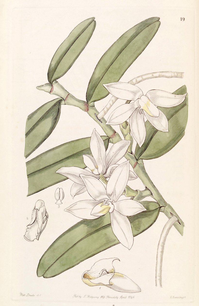 Thrixspermum calceolus (مثل syn. Sarcochilus calceolus) بواسطة ملكة جمال دريك