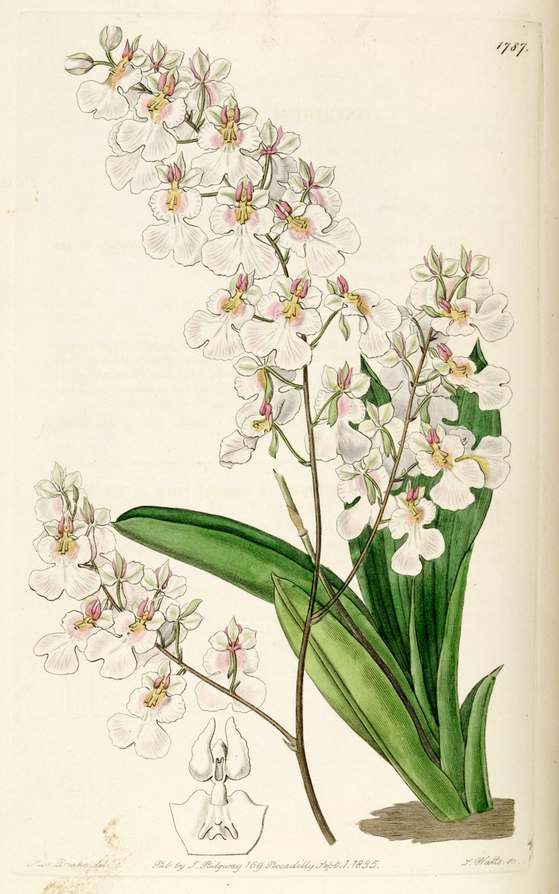 Kramerianum posticalis (syn. Oncidioides STAR) بواسطة ملكة جمال دريك