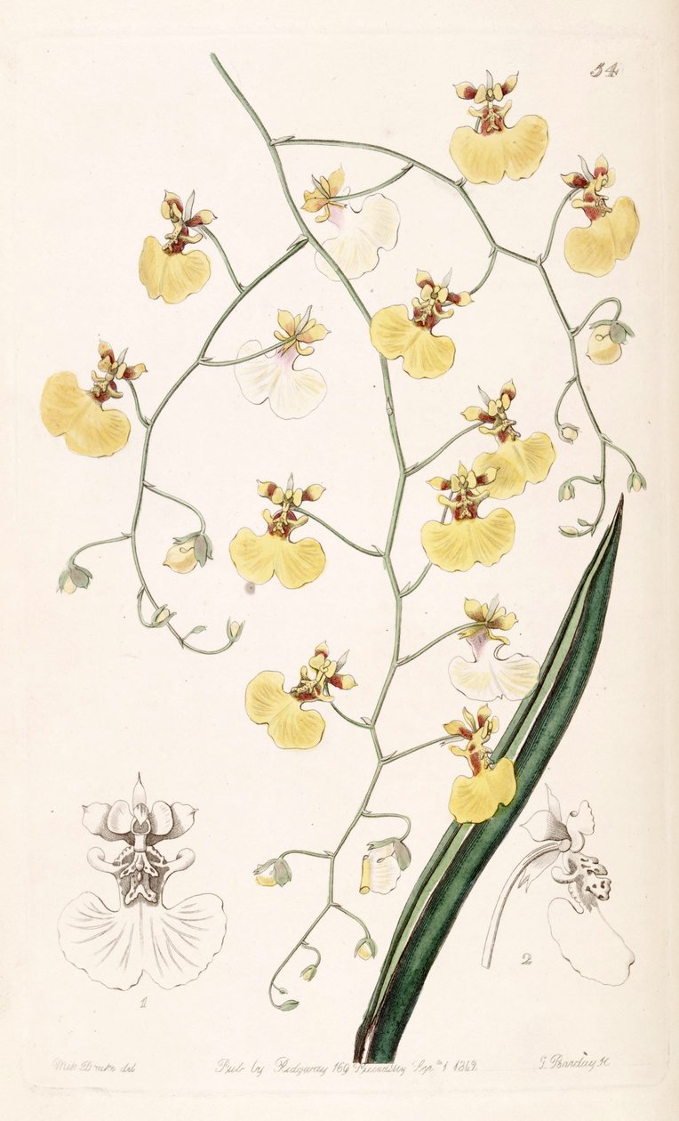 Tolumnia urophylla (مثل sync Oncidium urophyllum) بواسطة ملكة جمال دريك