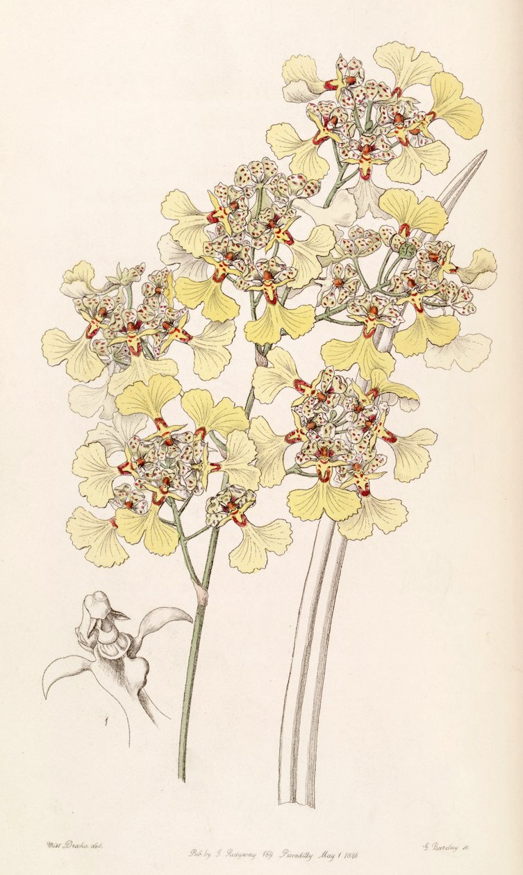 Trichocentrum مخفوق (اصطناعي oncidioides مشوه) بواسطة ملكة جمال دريك