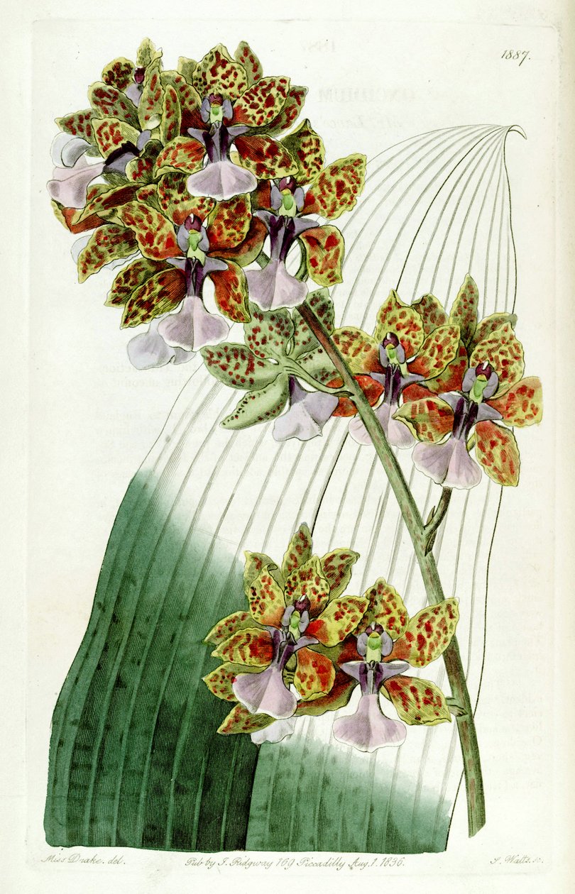 Trichocentrum Lanceani أو oncidioides Lanceani بواسطة ملكة جمال دريك