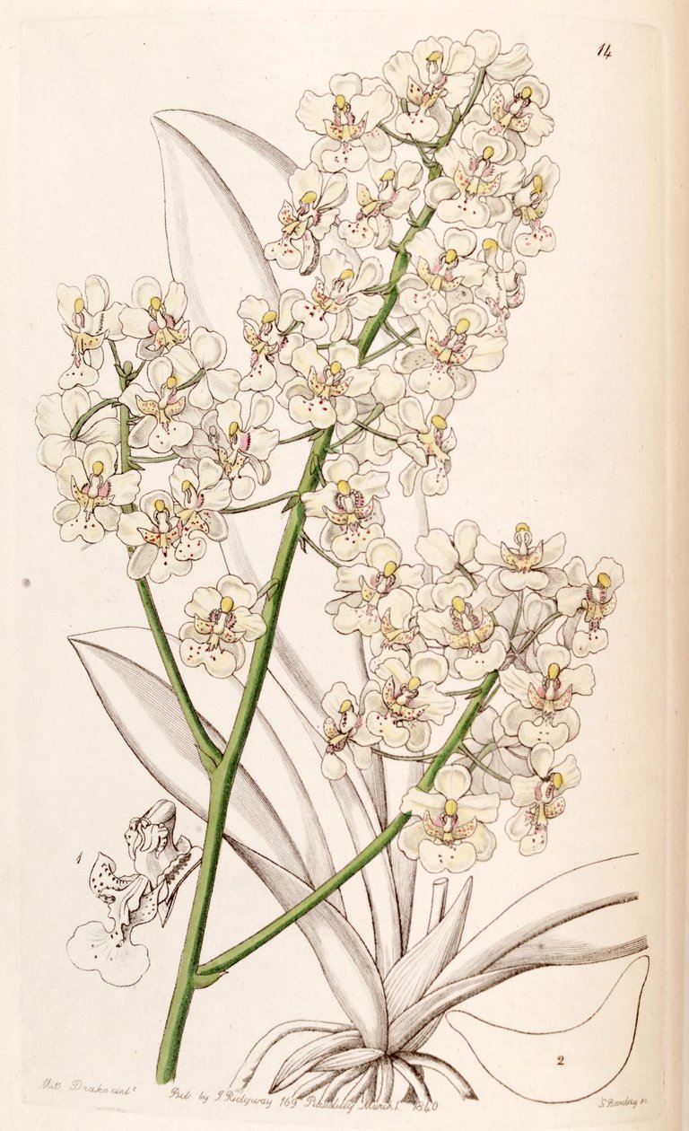 Trichocentrum stramineum (مثل sync Oncidium stramineum) بواسطة ملكة جمال دريك