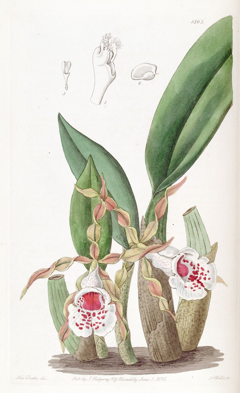 Trichopilia tortilis بواسطة ملكة جمال دريك