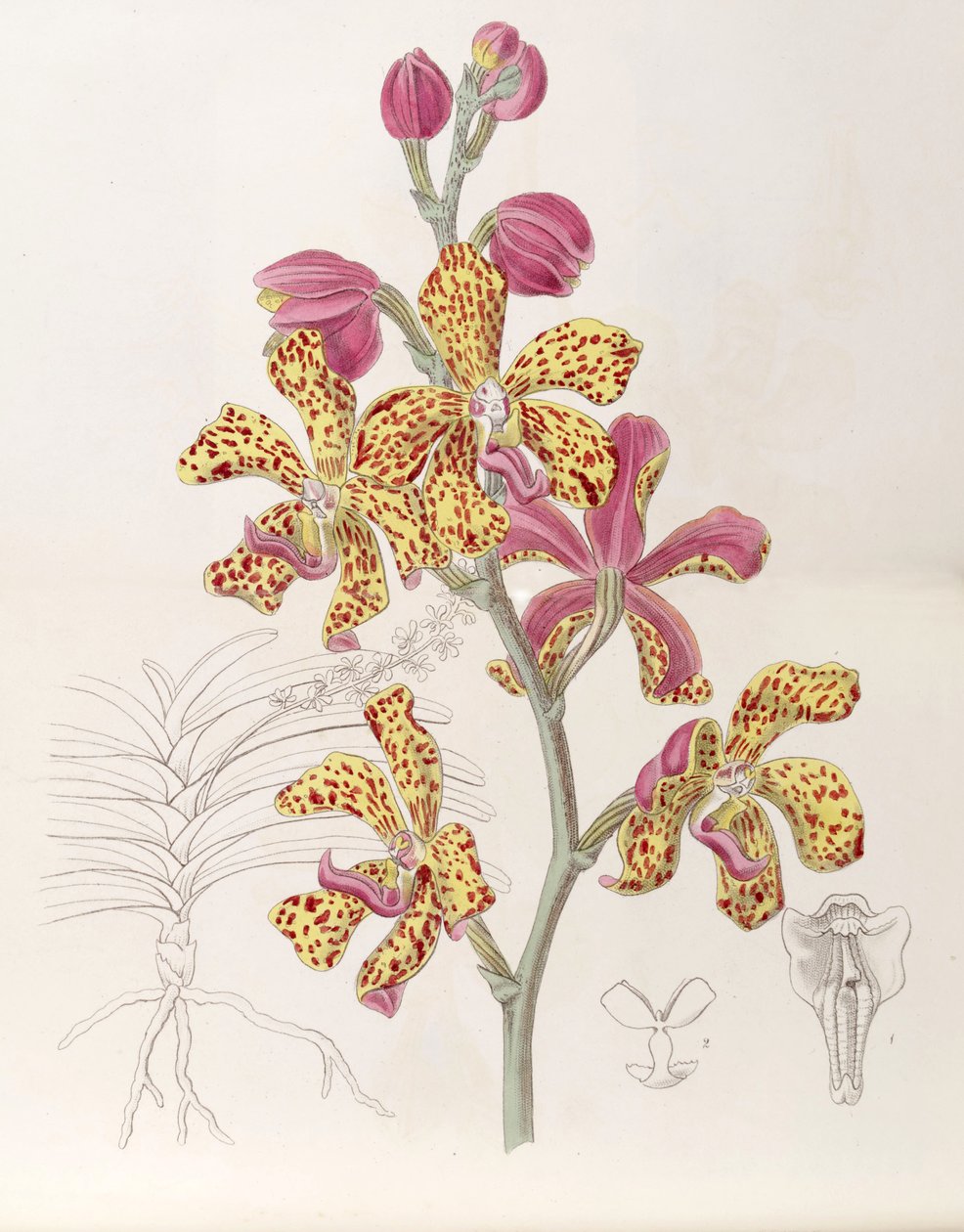Vandopsis lissochiloides (كمزامنة. Vanda batemannii ، هجاء Vanda batemanni) بواسطة ملكة جمال دريك