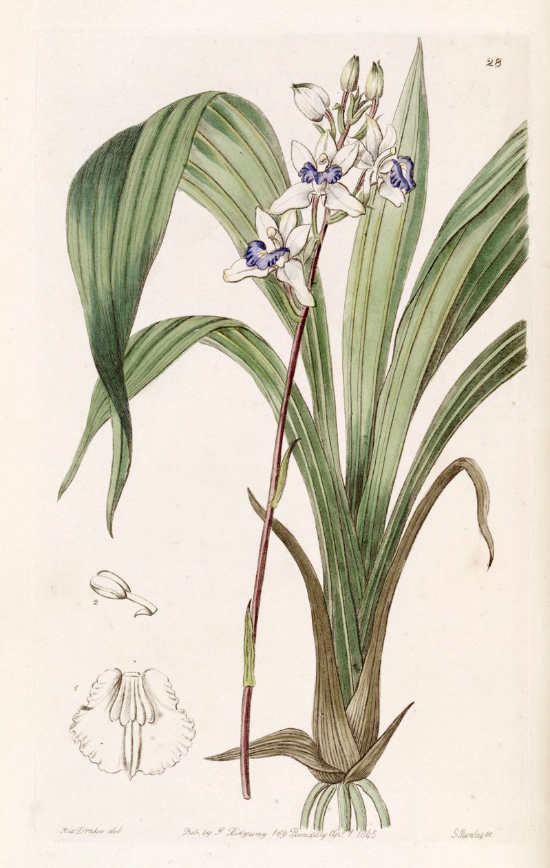Warreella cyanea (مثل syn. Warrea cyanea) بواسطة ملكة جمال دريك