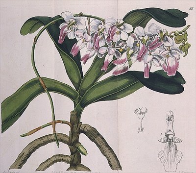 Aerides Crispum (السحلية) التي نشرتها I.Ridgway بواسطة ملكة جمال دريك