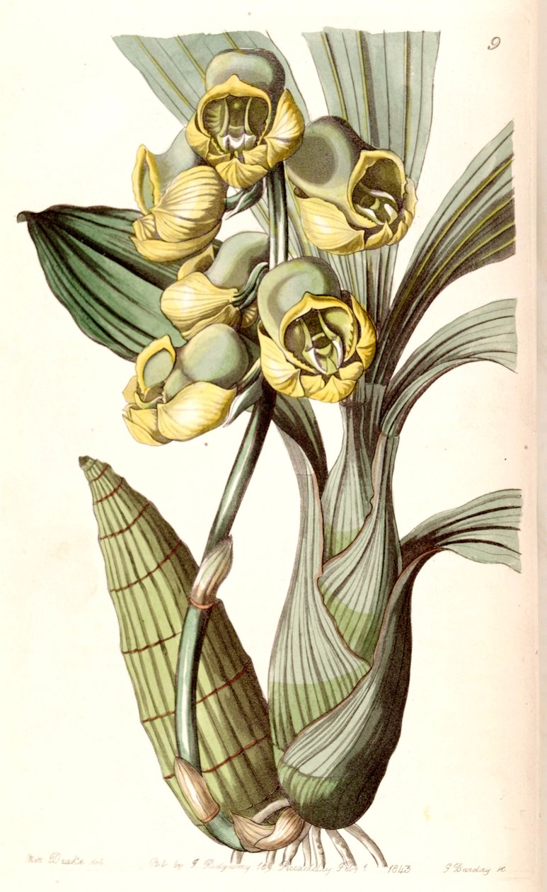 Catasetum الكواكب بواسطة ملكة جمال دريك