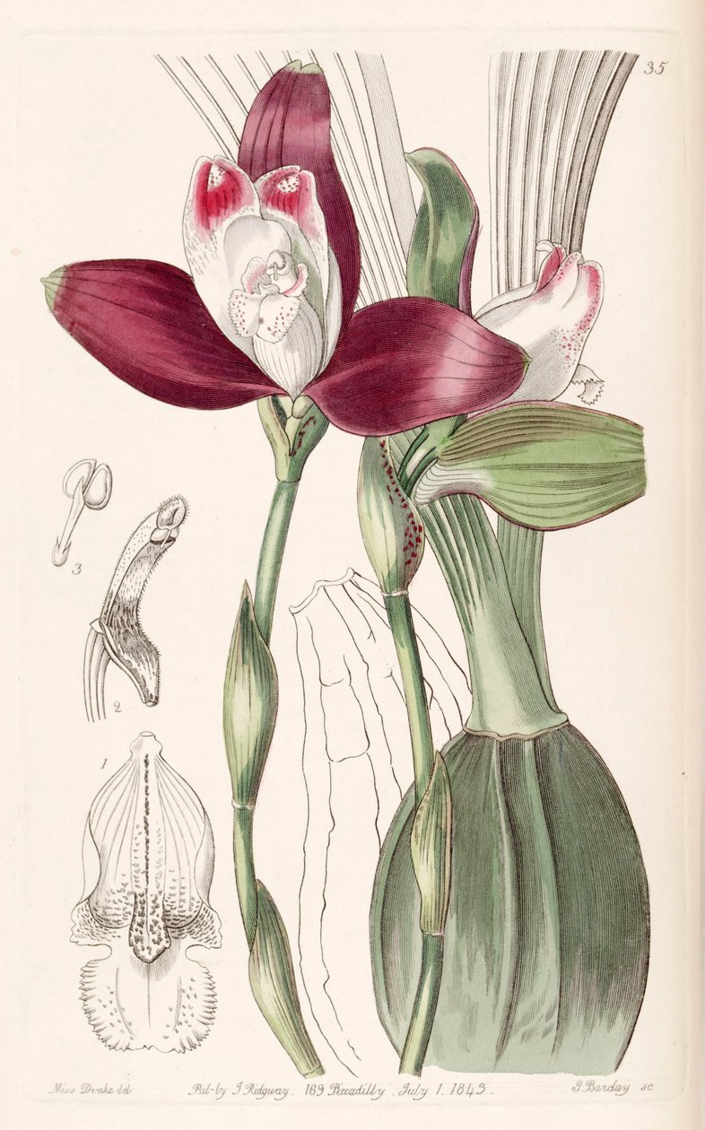 Lycaste macrophylla (مثل sync Lycaste plana) بواسطة ملكة جمال دريك
