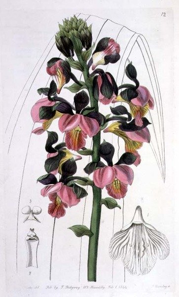 Orchis Lissochilus Roseus ، الذي نشره I.Ridgway بواسطة ملكة جمال دريك