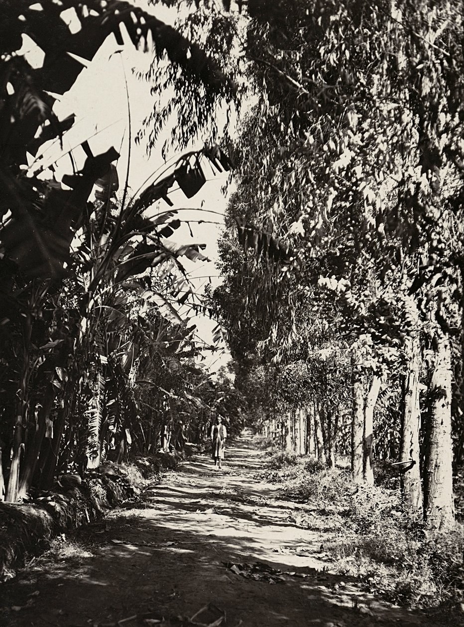 "بناء إمبراطورية" في العصر الفاشي: بستان فاكهة في شيرين ، 09/05/1936 (صورة بالأبيض والأسود) بواسطة موديستينو بالدينيتي