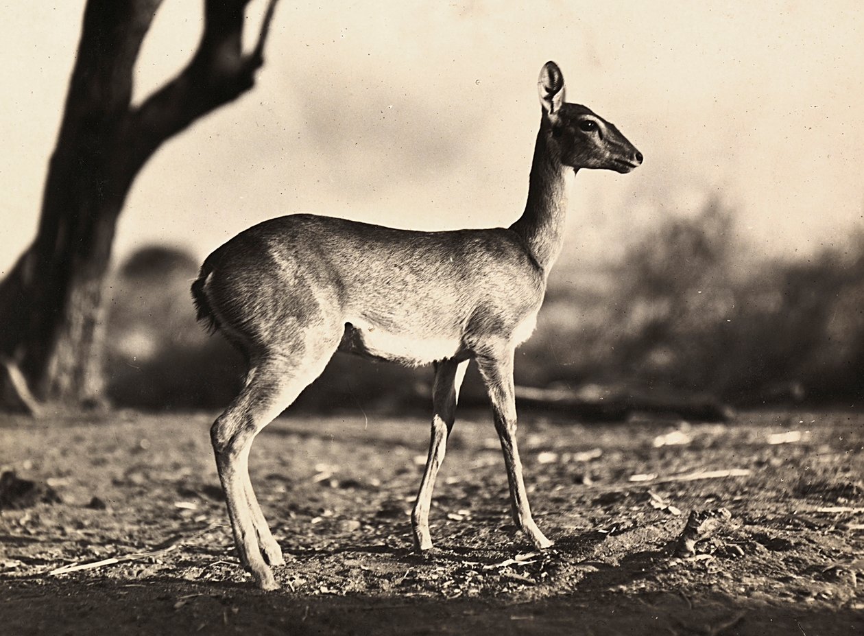 "بناء إمبراطورية" في العصر الفاشي: ماعز ستيت ، 09/05/1936 (b / w photo) بواسطة موديستينو بالدينيتي