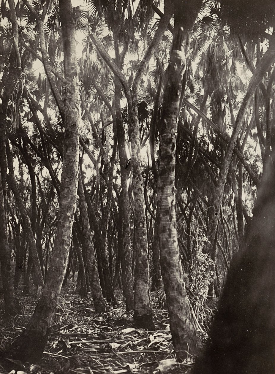 "بناء إمبراطورية" في العصر الفاشي: بستان من نخيل دوم ، 09/05/1936 (b / w photo) بواسطة موديستينو بالدينيتي