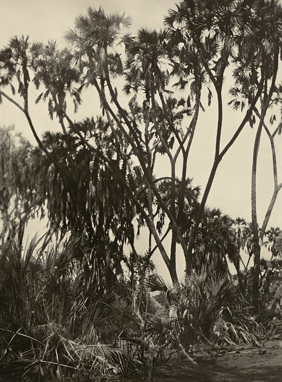 "بناء إمبراطورية" في العصر الفاشي: بستان من نخيل دوم ، 09/05/1936 (b / w photo) بواسطة موديستينو بالدينيتي