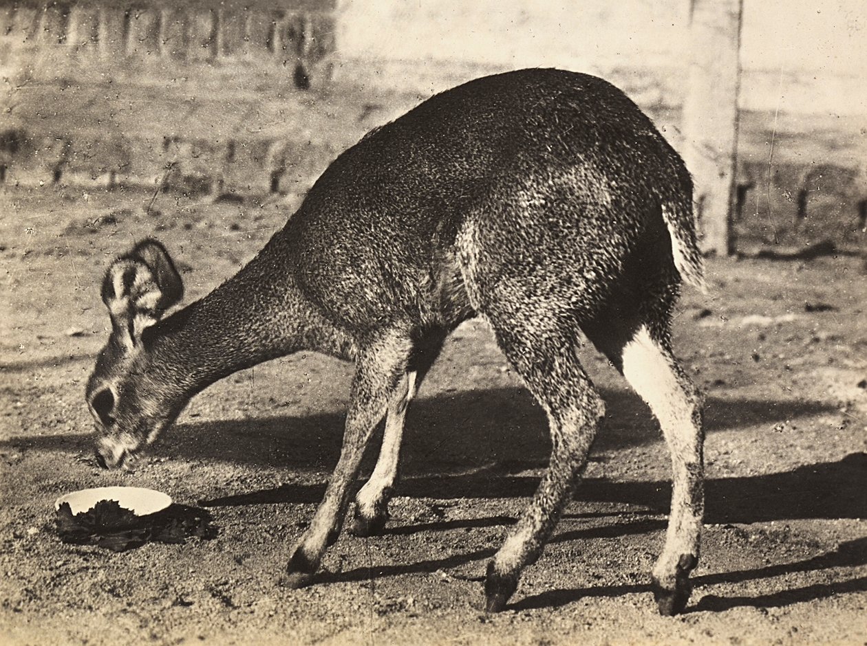 "بناء إمبراطورية" في العصر الفاشي: الظبي ، 09/05/1936 (b / w photo) بواسطة موديستينو بالدينيتي