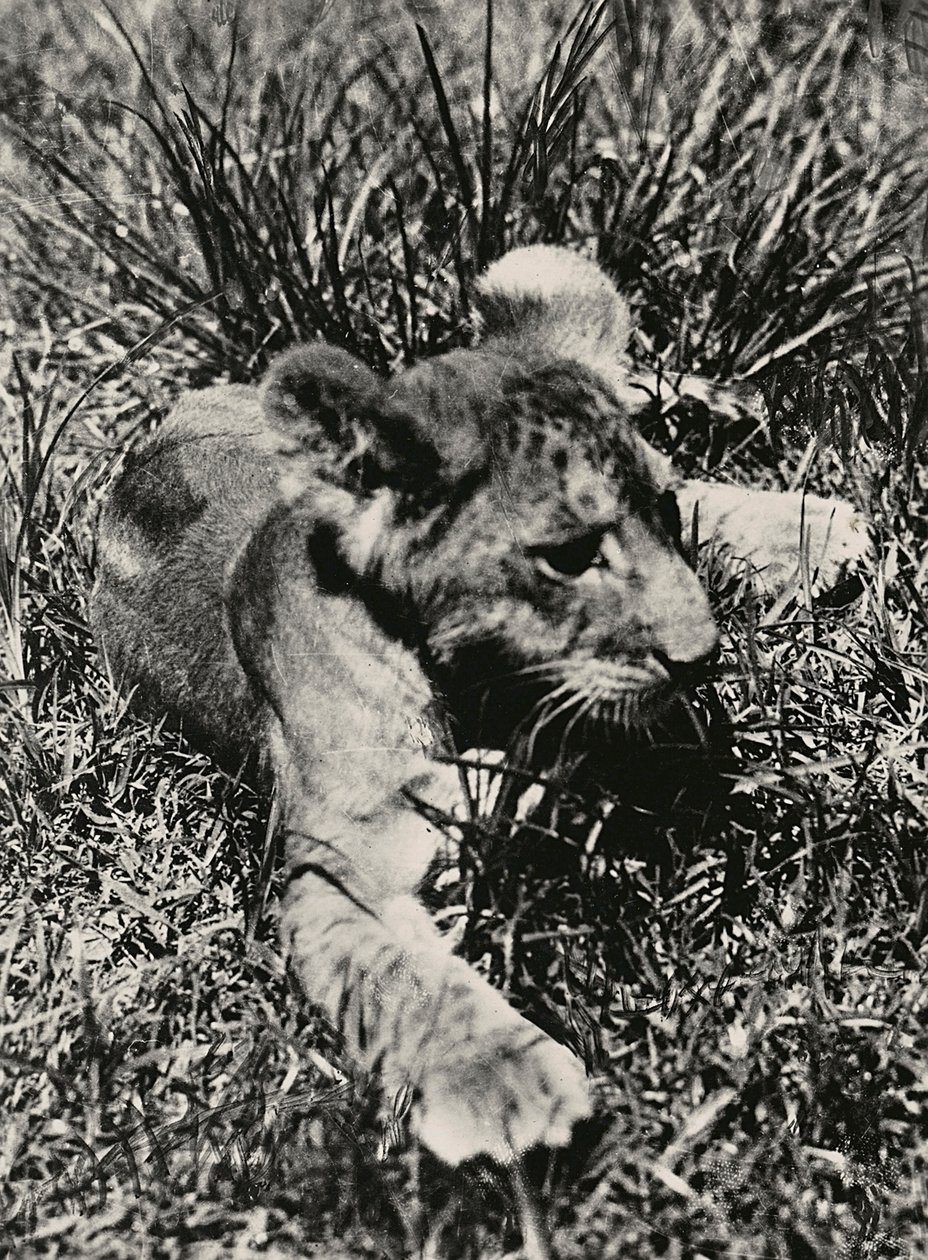"بناء إمبراطورية" في العصر الفاشي: مثال لأسد صغير ، 09/05/1936 (b / w photo) بواسطة موديستينو بالدينيتي