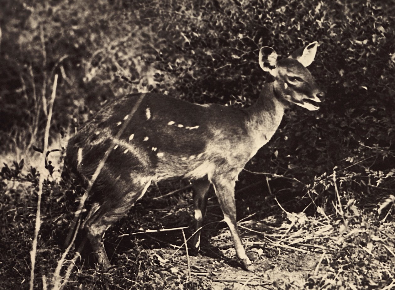 "بناء إمبراطورية" في العصر الفاشي: الظبي ، 09/05/1936 (b / w photo) بواسطة موديستينو بالدينيتي