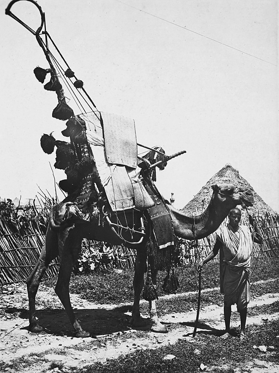 "بناء إمبراطورية" في العصر الفاشي: جمل مزين بحفل زفاف ، 09/05/1936 (b / w photo) بواسطة موديستينو بالدينيتي
