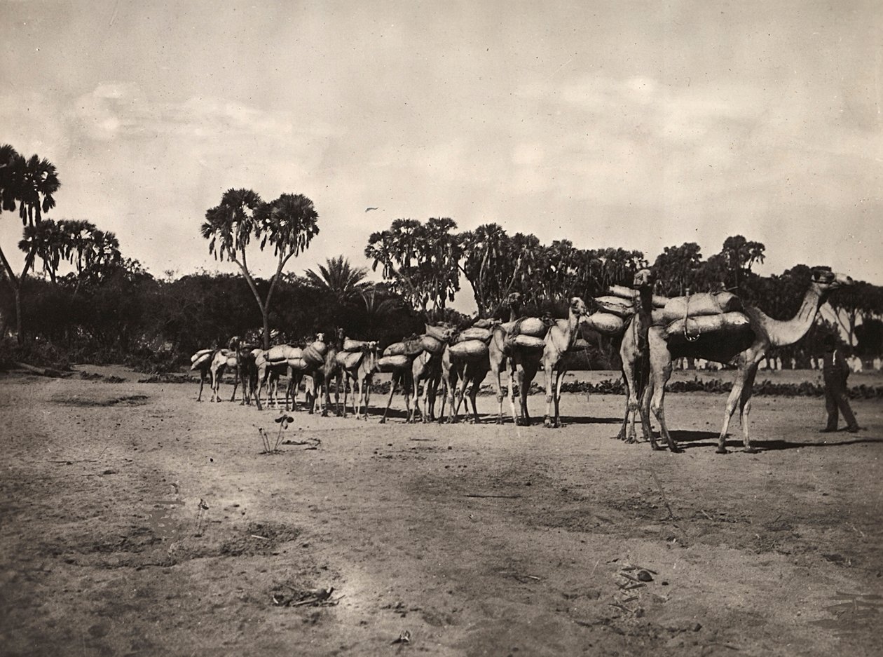 "بناء إمبراطورية" في العصر الفاشي: قافلة الجمال ، 09/05/1936 (b / w photo) بواسطة موديستينو بالدينيتي