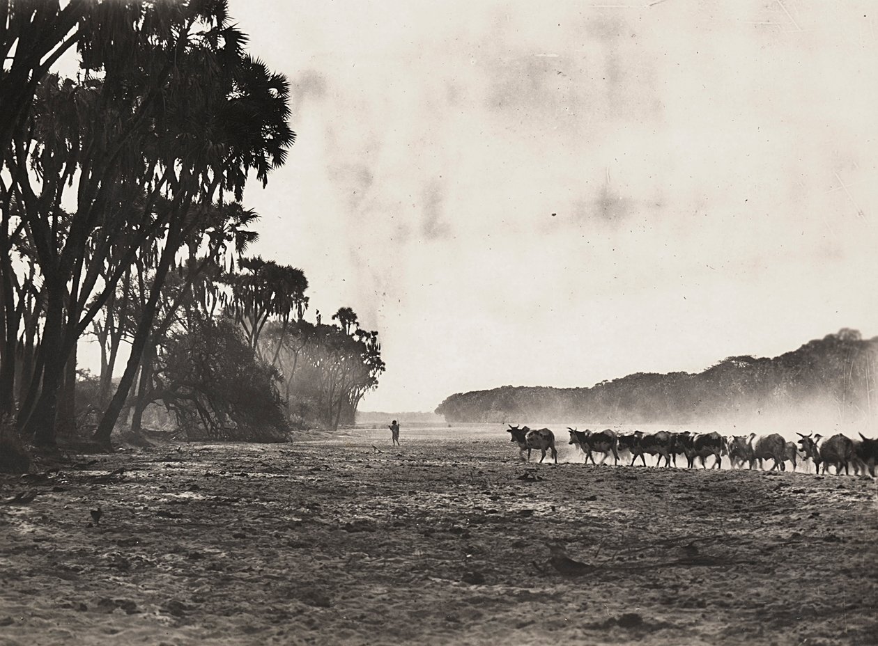 "بناء إمبراطورية" في العصر الفاشي: قطيع الماشية باتجاه نهر جاسك ، 09/05/1936 (b / w photo) بواسطة موديستينو بالدينيتي