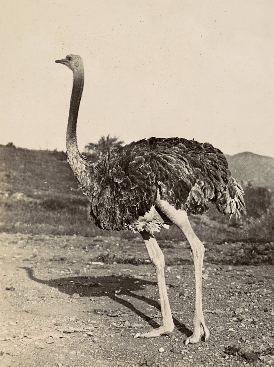 "بناء إمبراطورية" في العصر الفاشي: مثال على نعامة ، 09/05/1936 (صورة بالأبيض والأسود) بواسطة موديستينو بالدينيتي