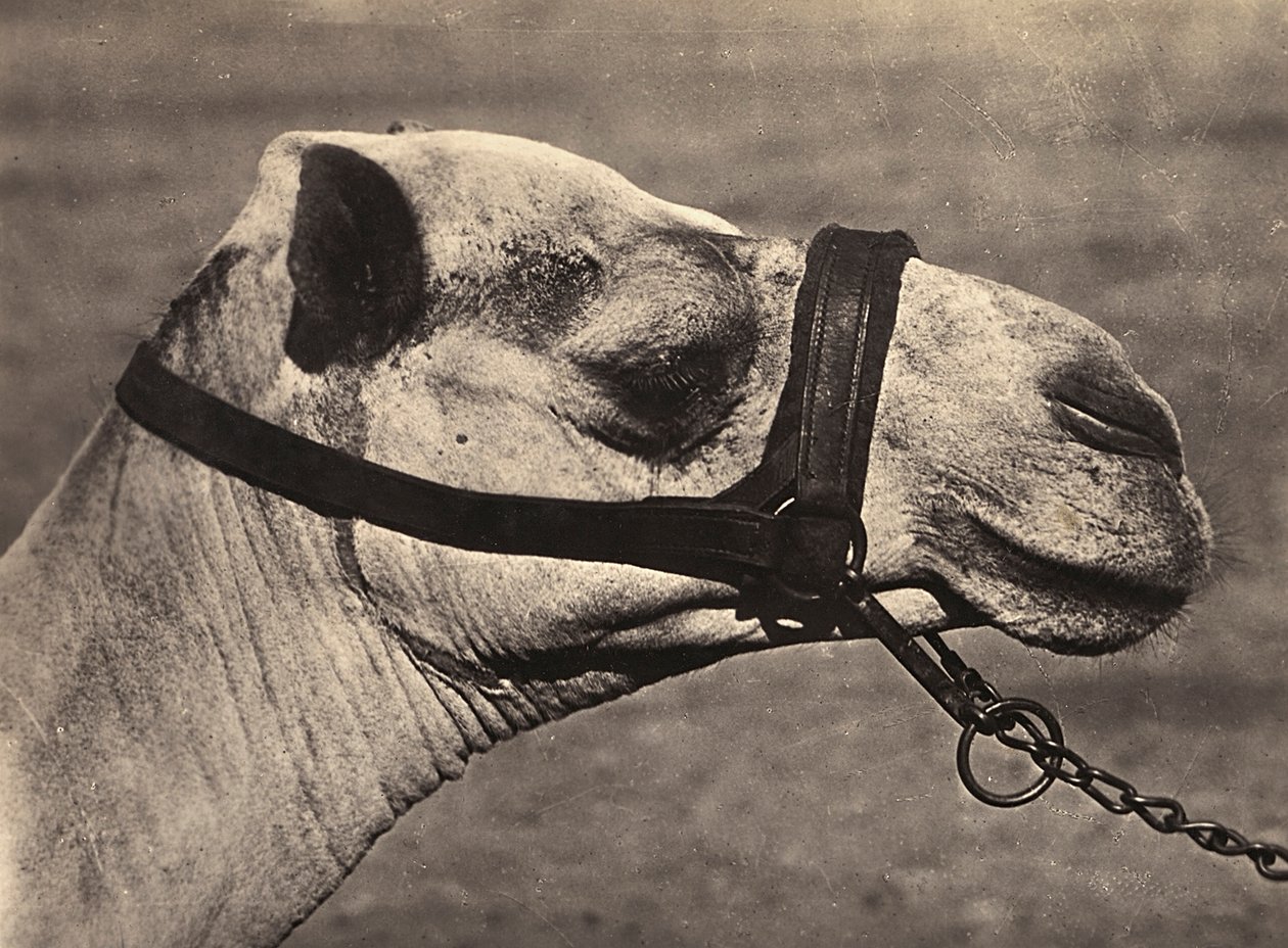 "بناء إمبراطورية" في العصر الفاشي: رأس جمل "بيسكياري" ، 09/05/1936 (b / w photo) بواسطة موديستينو بالدينيتي
