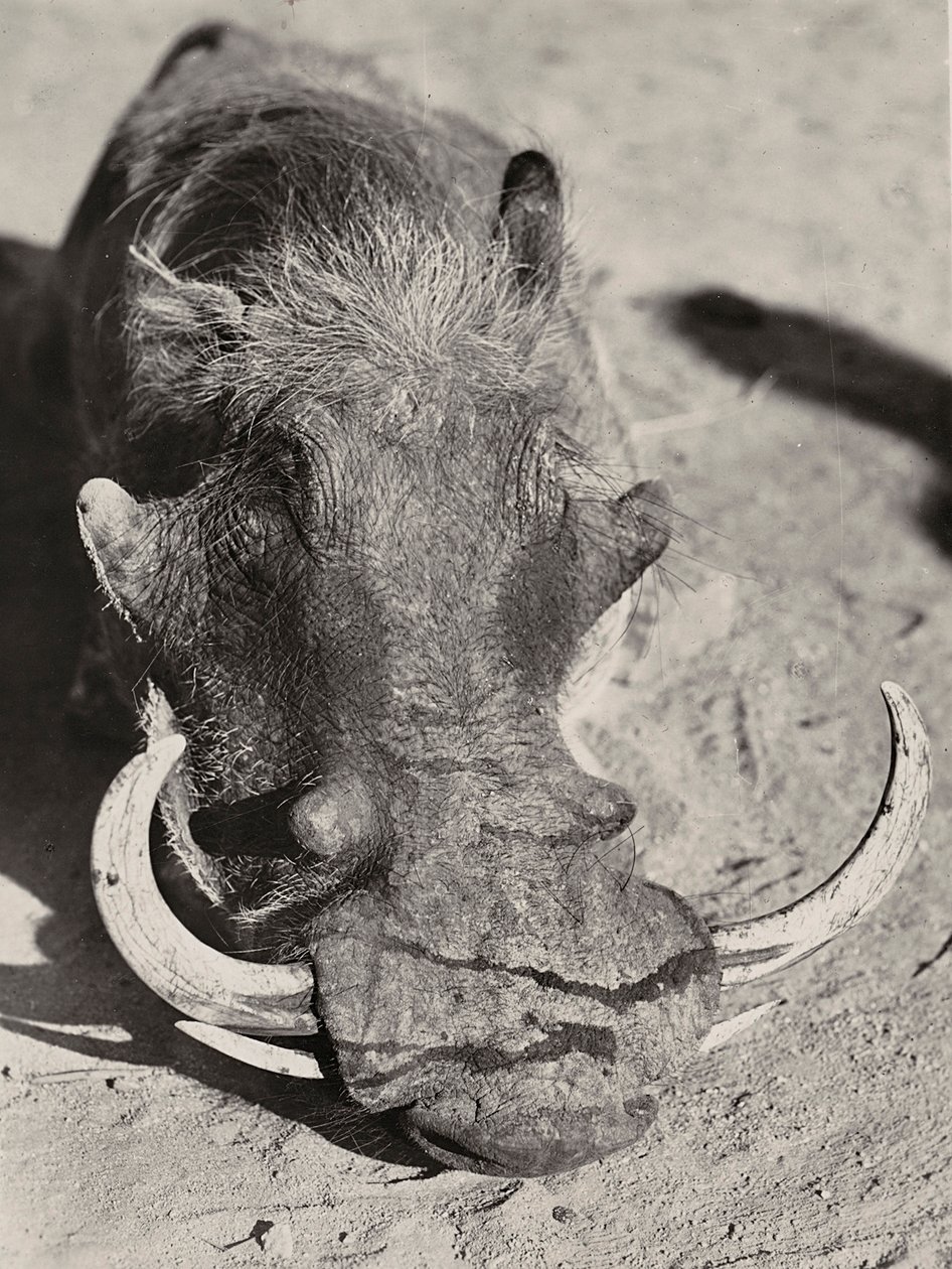 "بناء إمبراطورية" في العصر الفاشي: رأس خنزير بري ، 09/05/1936 (b / w photo) بواسطة موديستينو بالدينيتي