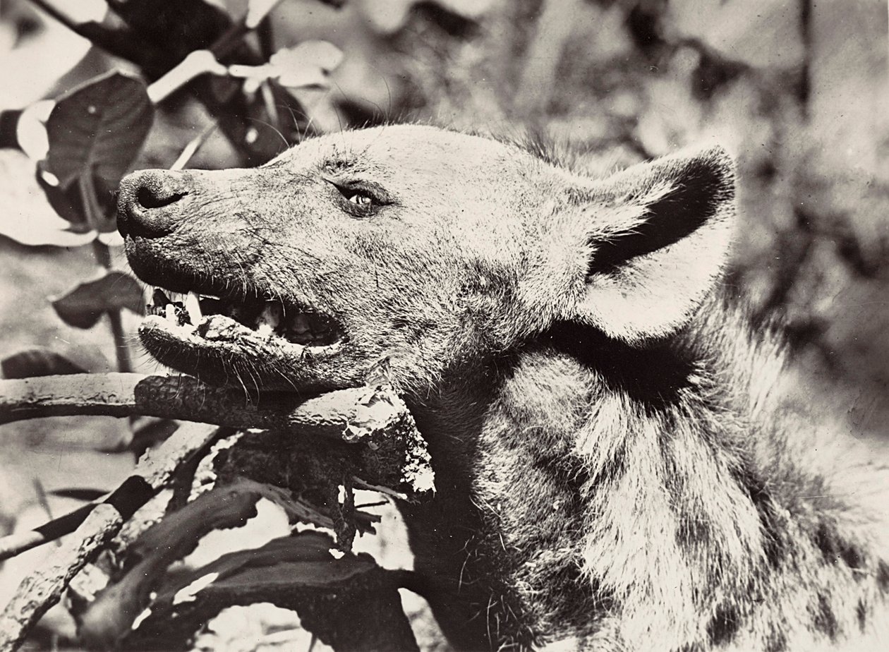 "بناء إمبراطورية" في العصر الفاشي: رأس الضبع ، 09/05/1936 (b / w photo) بواسطة موديستينو بالدينيتي
