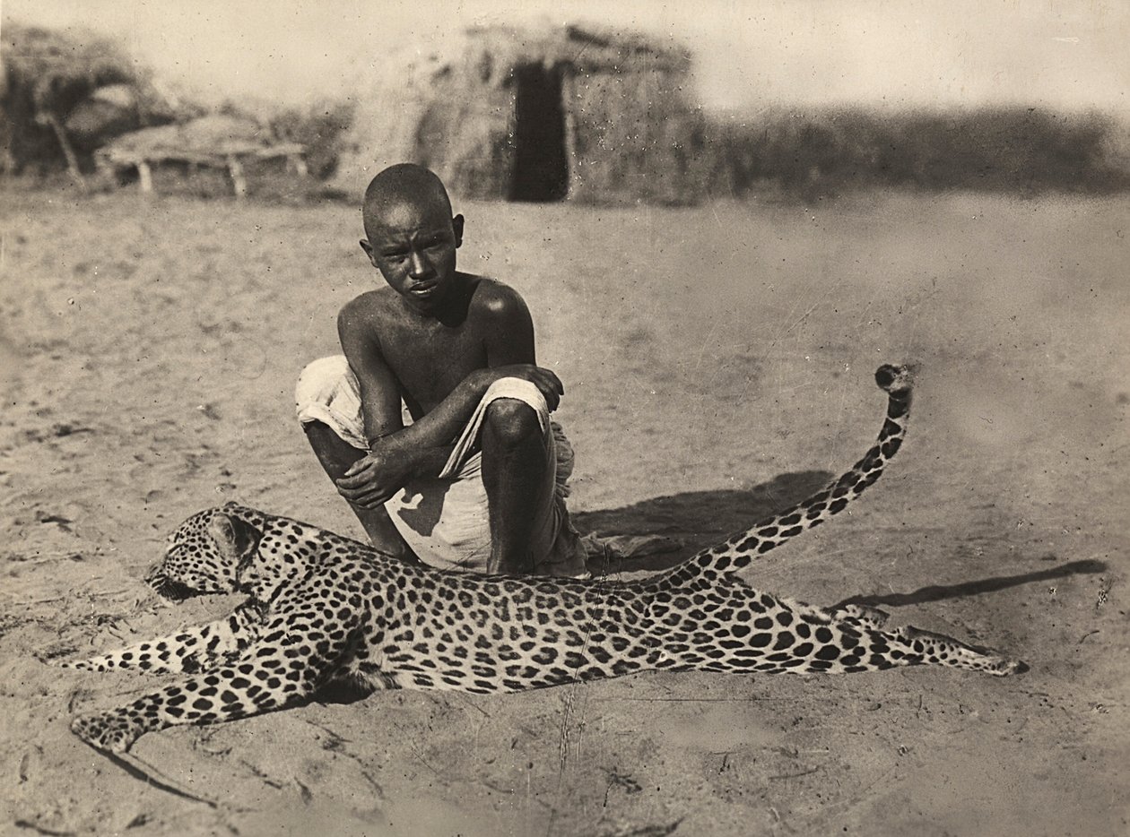"بناء إمبراطورية" في العصر الفاشي: عرض نمر أصلي ، 09/05/1936 (صورة بالأبيض والأسود) بواسطة موديستينو بالدينيتي