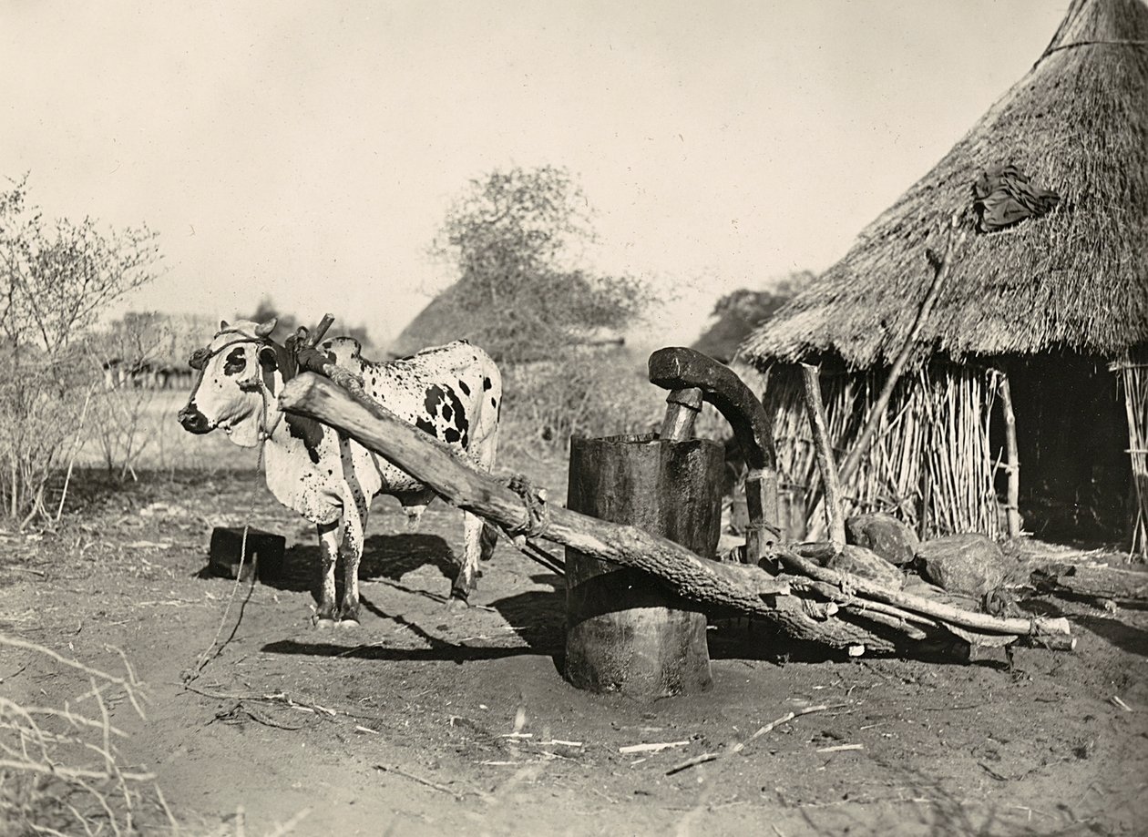 "بناء إمبراطورية" في العصر الفاشي: صانع نفط محلي ، 09/05/1936 (صورة بالأبيض والأسود) بواسطة موديستينو بالدينيتي