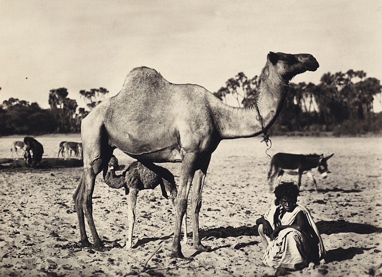 "بناء إمبراطورية" في العصر الفاشي: البدو ، 09/05/1936 (b / w photo) بواسطة موديستينو بالدينيتي