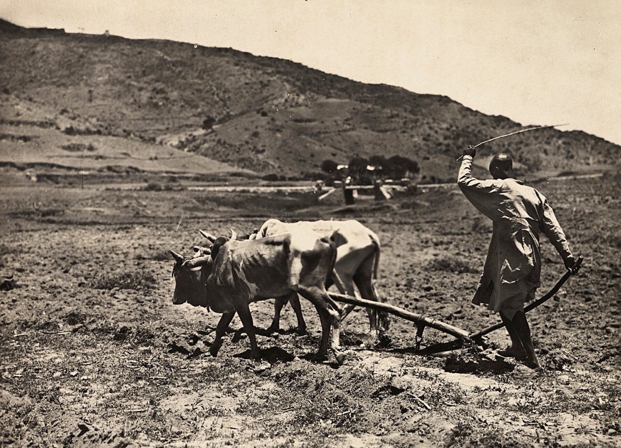 "بناء إمبراطورية" في العصر الفاشي: الحرث على Altopiano ، 09/05/1936 (b / w photo) بواسطة موديستينو بالدينيتي