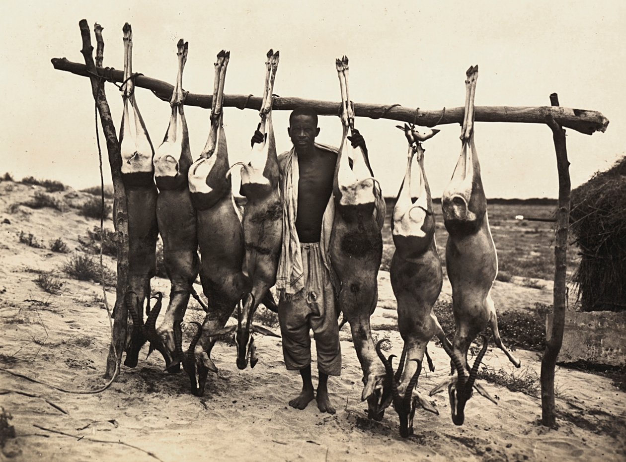 "بناء إمبراطورية" في العصر الفاشي: تم أسر بعض الغزلان ، 09/05/1936 (صورة بالأبيض والأسود) بواسطة موديستينو بالدينيتي