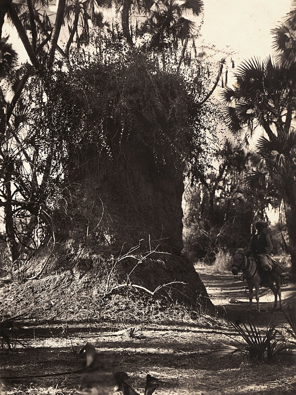 "بناء إمبراطورية" في العصر الفاشي: مستعمرة النمل الأبيض ، 09/05/1936 (b / w photo) بواسطة موديستينو بالدينيتي