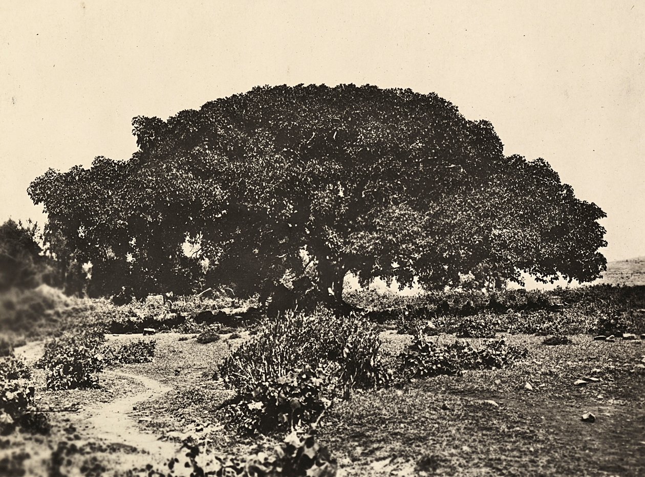 "بناء إمبراطورية" في العصر الفاشي: "سيكومورو" ، محكمة سجناء إيطاليين عام 1896 في أدوا ، 09/05/1936 (صورة b / w) بواسطة موديستينو بالدينيتي