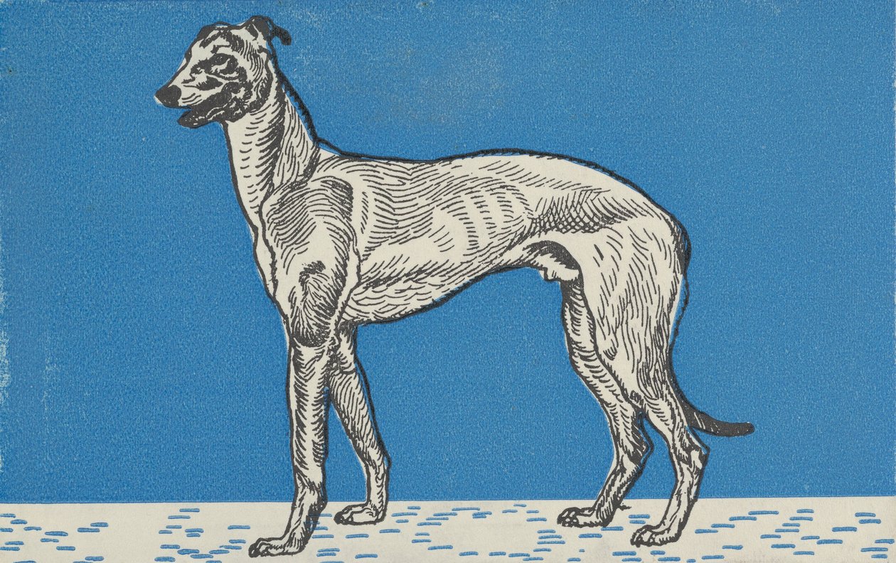 السلوقي ، 1912. بواسطة موريتز جونغ