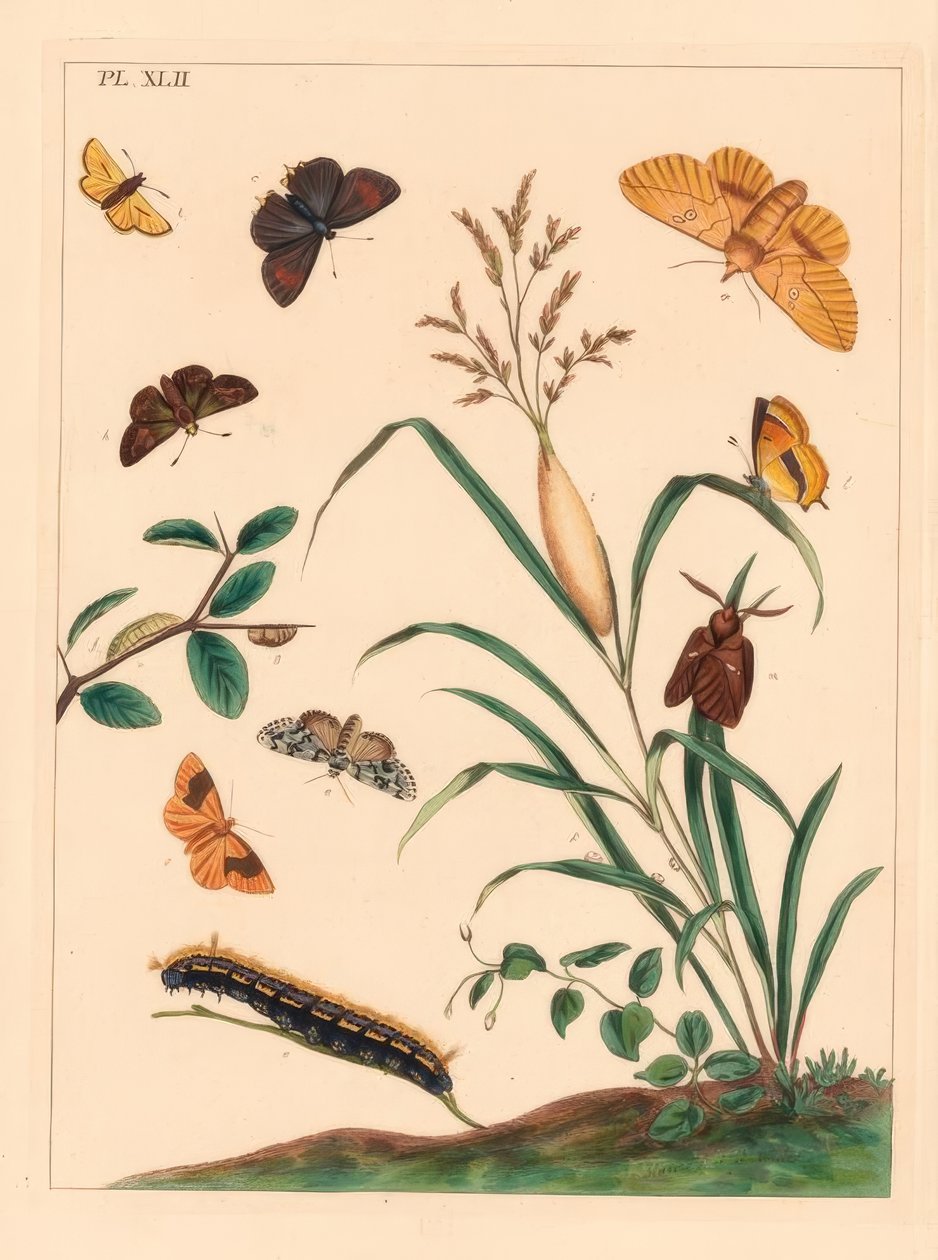 عثة الشارب ، Euthrix potatoria ، خط الشعر البني ، Thecla betulae ، ربان كبير ، Ochlodes sylvanus ، ربان صغير ، Thymelicus sylvestris ، ندرة أعجوبة ، Dipthera runica ، وحجر ممنوع ، Plagodis pulveraria بواسطة موسى هاريس