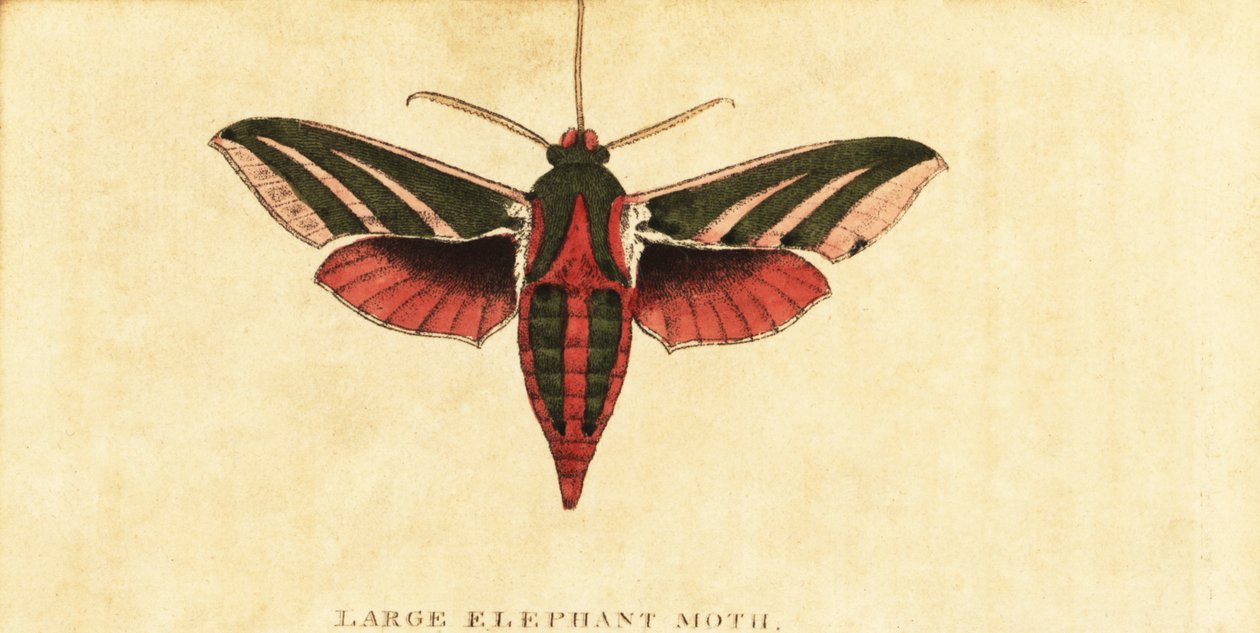 عثة صقر الفيل ، Deilephila elpenor. ، 1800 (نقش) بواسطة موسى هاريس