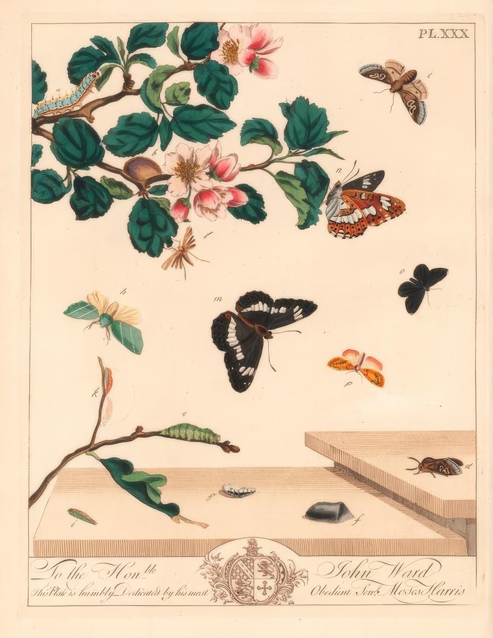 شكل ثمانية فراشة ، Diloba caeruleocephala ، أبيض أميرال ، Artenitis Arthemis ، مدخنة ، Odezia atrata ، فراشة الأقواس الحمراء ، Callimorpha miniata ، فراشة مرقرة بنية ، Pterophorus pterodactylus ، خطوط فضية نادرة ، Bena bicolorana ، و فراشة خطم ، Hypen بواسطة موسى هاريس