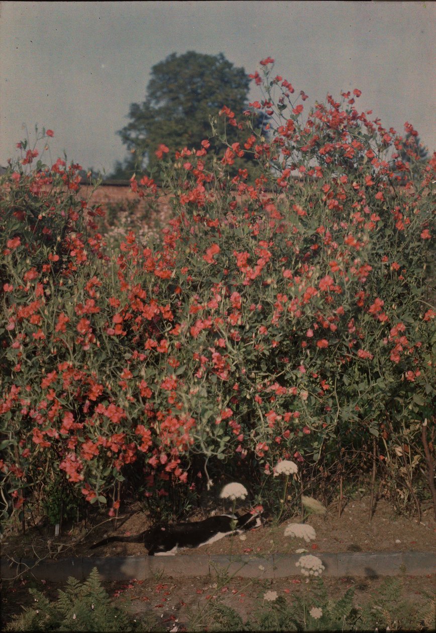 القط و Sweetpeas ، كاليفورنيا. 1907. بواسطة طحلب