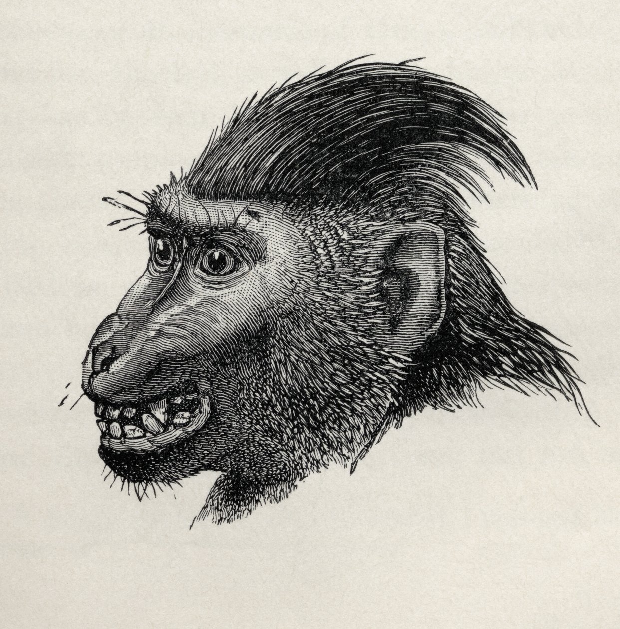 Cynopithecus niger عندما يكون مسرورًا من المداعبة ، من "التعبير عن العواطف في الإنسان والحيوانات" تشارلز داروين ، 1872 بواسطة السيد وولف