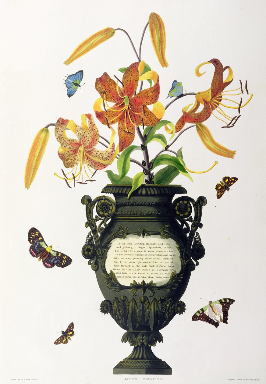 Lilium tigrinum (Tiger Lily) ، من "Selection of Hexandrian Plants" ، نقشها R. Havell ، c.1831-34 بواسطة السيدة إدوارد بوري